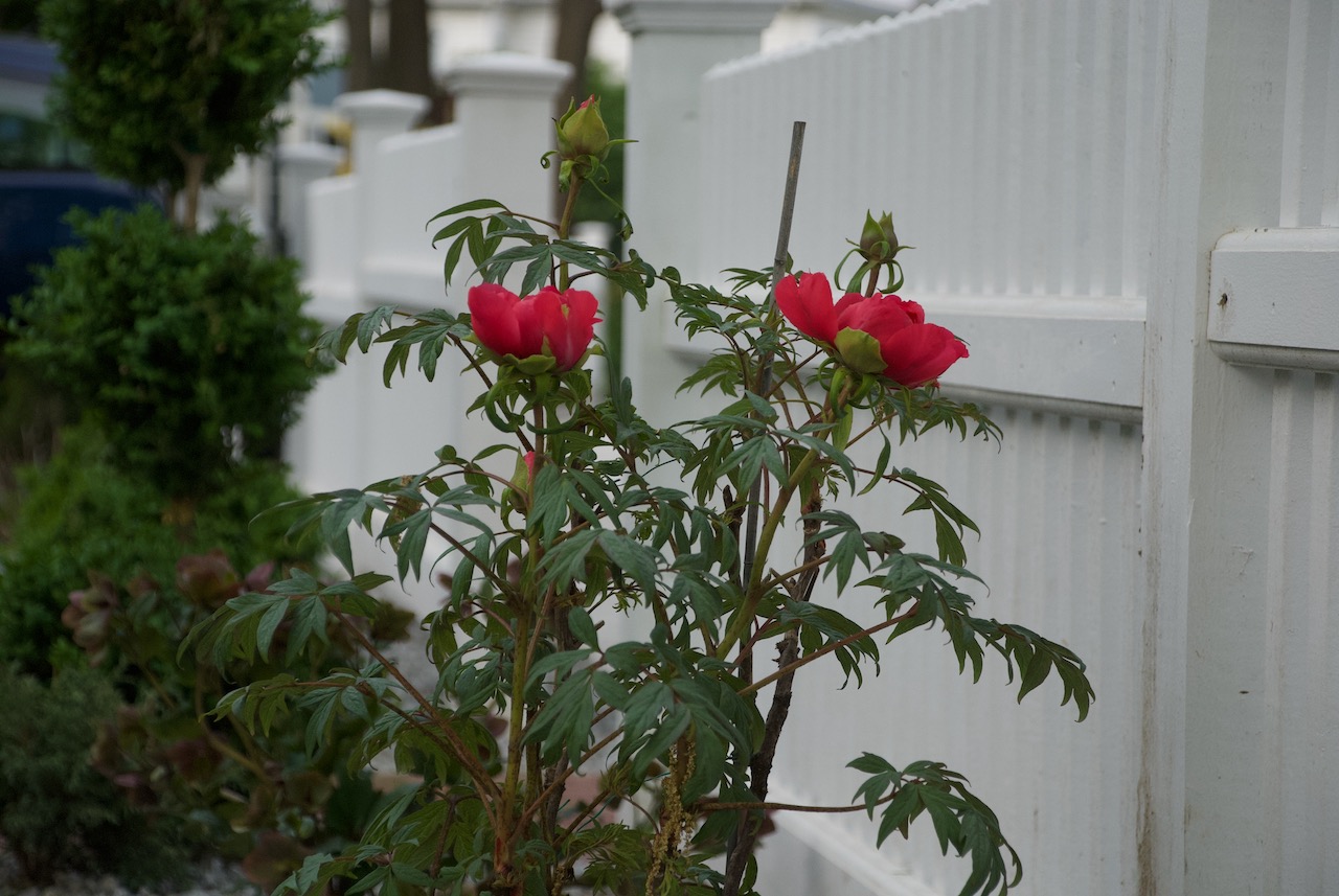 redtreepeony