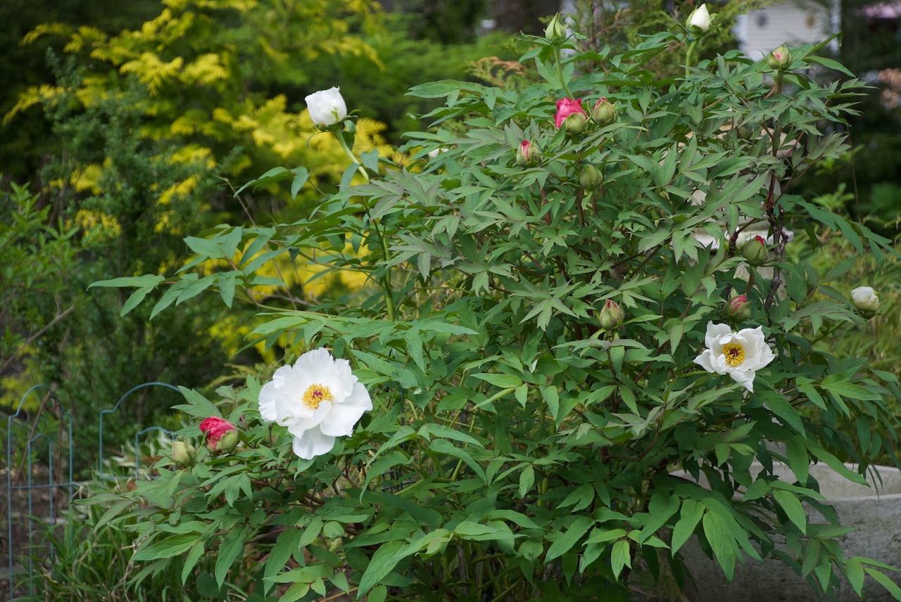 treepeony