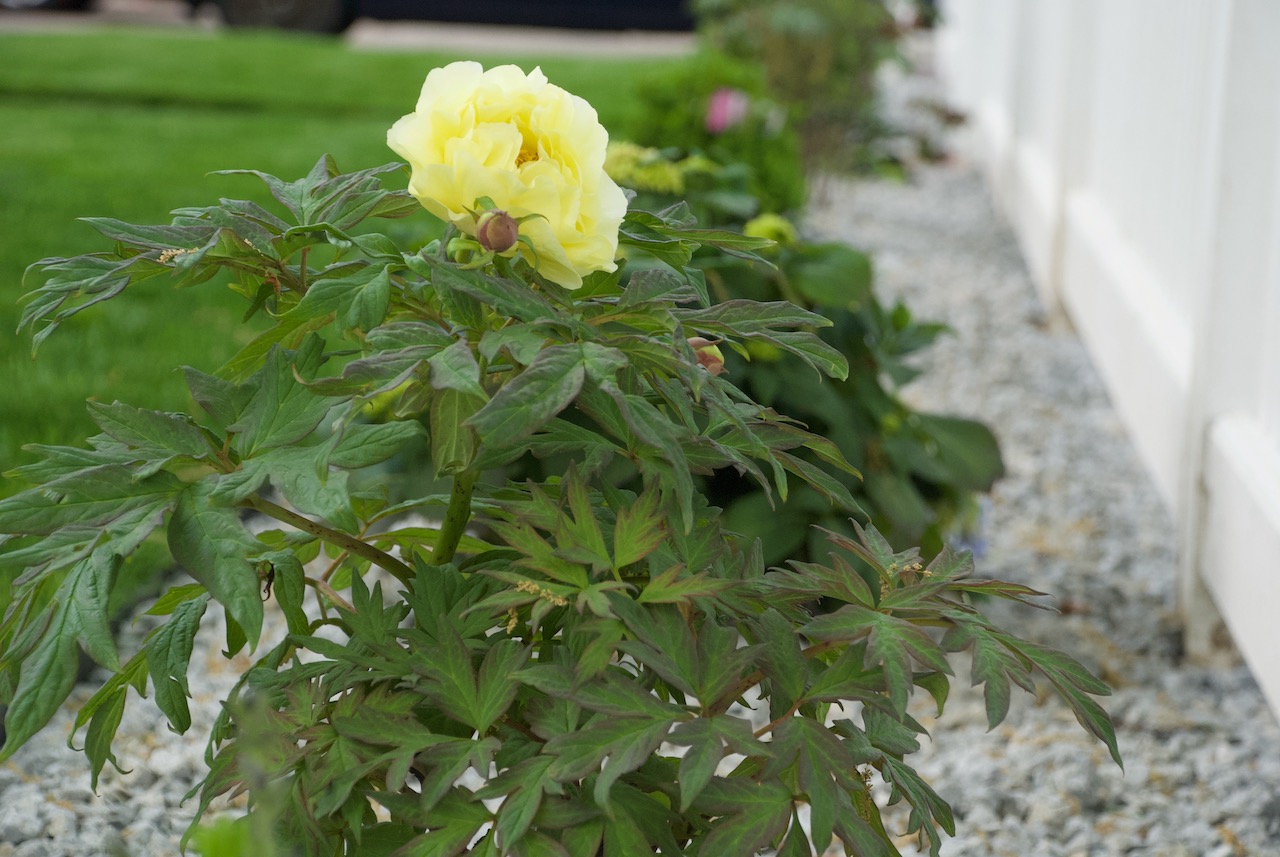 yellowtreepeony